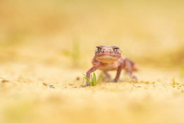 Nephrurus wheeleri, also known commonly as the banded knob-tailed gecko, the southern banded knob-tailed gecko, and Wheeler's knob-tailed gecko. The species is endemic to Australia