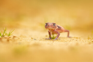 Nephrurus wheeleri, also known commonly as the banded knob-tailed gecko, the southern banded knob-tailed gecko, and Wheeler's knob-tailed gecko. The species is endemic to Australia