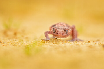 Nephrurus wheeleri, also known commonly as the banded knob-tailed gecko, the southern banded knob-tailed gecko, and Wheeler's knob-tailed gecko. The species is endemic to Australia