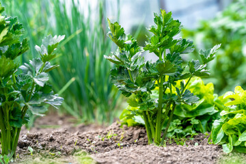 celery plant on the farm field