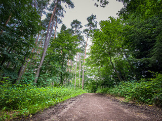 Bavarian Forest walk way during summer time with light at the end of the tunnel