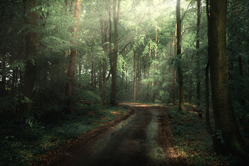 path in the forest © Sieku Photo