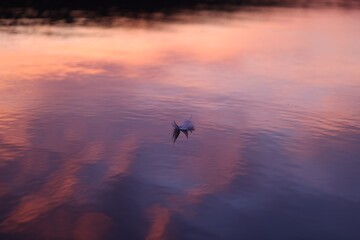 a feather floats on a river with a pink sunset