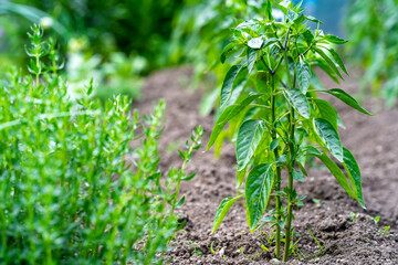 pepper plant in the farm garden