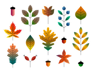 Vector illustration icon set of colorful autumn leaves and berries isolated on white background.