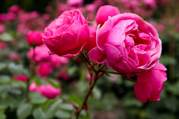 beautiful red roses in the Kislovodsk National Park, Russia