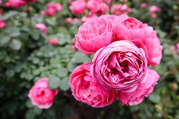 beautiful red roses in the Kislovodsk National Park, Russia