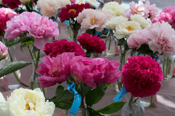 Floral exhibition. Peonies of different colors are in transparent vases. Various varieties of beautiful flowers