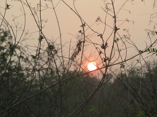 sunshine behind flowers