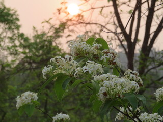 sunshine behind flowers
