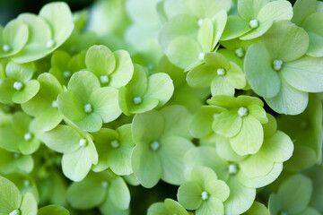close up of small green flowers nature wallpaper