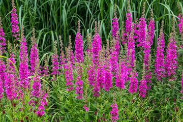 Fototapeta premium Lythrum salicari 'Zigeunerblut plant purple