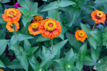 Bright Orange Zinnia Flowers, Yellow Stamen, Summer Garden, Closeup