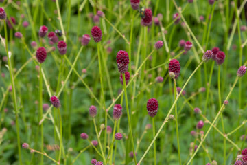 Great burnet flower (Sanguisorba officinalis)