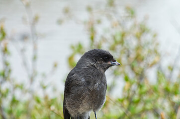Close up of a Juvenile Canada Jay