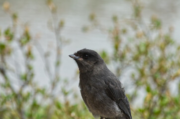Close up of a Juvenile Canada Jay