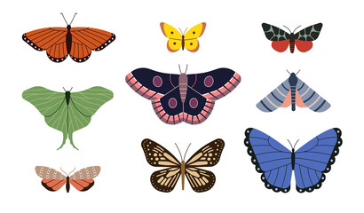 Vector illustration icon set of butterfly. White background.