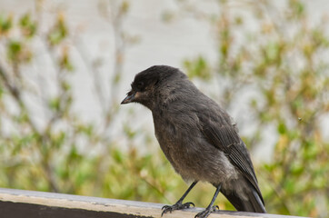 Close up of a Juvenile Canada Jay