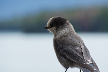 A Canada Jay on a Wooden Railing