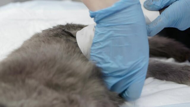 The veterinarian puts a bandage on the cat.