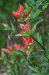 Obraz premium Close up of Indian Paintbrush