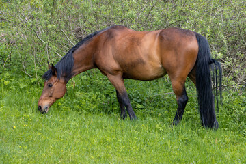 Thoroughbred horse grazes on a green field.