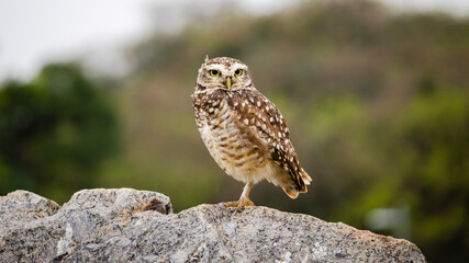 burrowing owl 