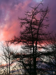 Trees backlit by threatening clouds at sunset.