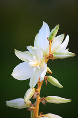 Yucca flowers on a green backgroun

d