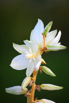 Yucca Flowers On A Green Backgroun

D