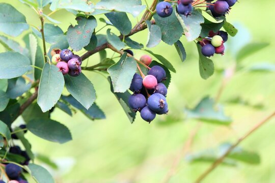 Saskatoon, Pacific serviceberry, western serviceberry, alder-leaf shadbush or dwarf shadbush, lat. Amelanchier alnifolia. Detail of shrub branch with edible berry-like fruits.