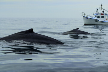 Fototapeta premium Humpback whale