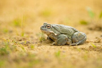 The Colorado River toad (Incilius alvarius), also known as the Sonoran Desert toad, is found in northern Mexico and the southwestern United States.