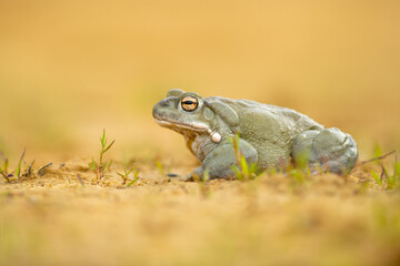 The Colorado River toad (Incilius alvarius), also known as the Sonoran Desert toad, is found in northern Mexico and the southwestern United States.