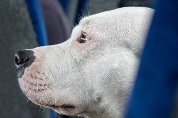White dog head of bull terrier between seats at a bus.