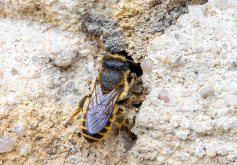The solitary honey bee crawl to hole - entrance to her nest in wall of a old house. - Powered by Adobe