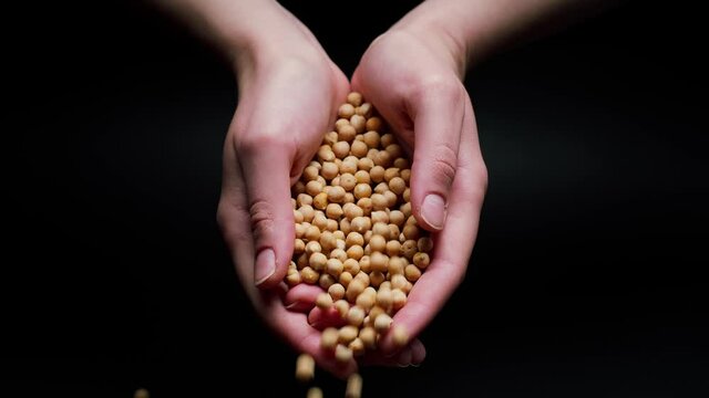 Falling chickpeas from hands on black background. Shooting of soya beans, cereal and groats in studio. Macro footage of pouring out the grits. Food cooking video. 