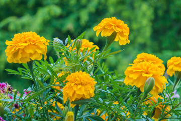 Tagetes patula.