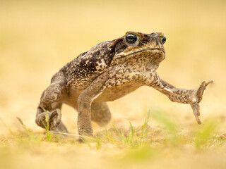 The cane toad (Rhinella marina), also known as the giant neotropical toad or marine toad, is a...