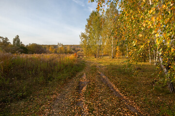autumn rural landscape with a path and trees with yellow leaves