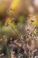coriander seeds on twigs in autumn close up	
