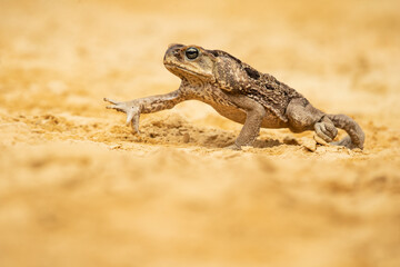 The cane toad (Rhinella marina), also known as the giant neotropical toad or marine toad, is a large, terrestrial true toad native to South and mainland Central America