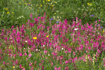 flowers in alpine meadows
