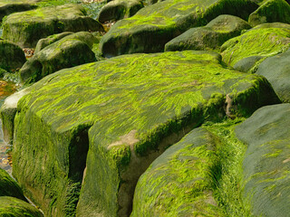 Background of green seaweed growing on rocks on a North sea beach on Opal cost, France 