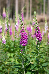 Group of  purple foxglove flowers in a sunny meadow. Summer wildflowers concept. (Digitalis purpurea)