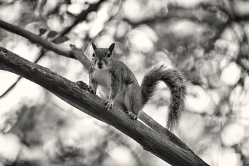 A close up of a gray squirrel with a blurred background.