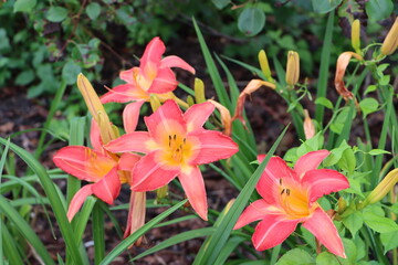 red and yellow flowers