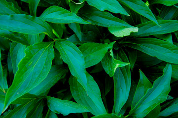 Naklejka na ściany i meble Green background of wide leaves. Natural background.