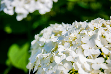 White floral background. Hot summer and bright rays of the sun. A small heap of flowers.