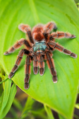 The Antilles pinktoe tarantula (Caribena versicolor), also known as the Martinique red tree spider...